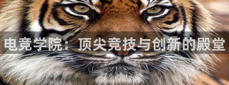 火狐电竞官方网站